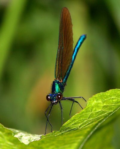 Male_Beautiful_Demoiselle